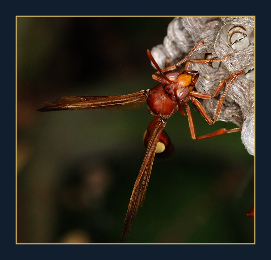 Papierwespen (Belonogaster sp.)
Im südlichen Afrika kommen drei Arten von Papierwespen vor.  
Schlüsselwörter: Namibia, Papierwespen, Belonogaster, Wespen