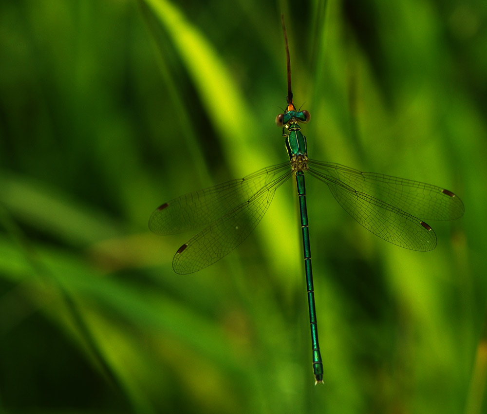 Südliche Binsenjungfer
Schlüsselwörter: Südliche Binsenjungfer, Kloten, Naturschutzgebiet