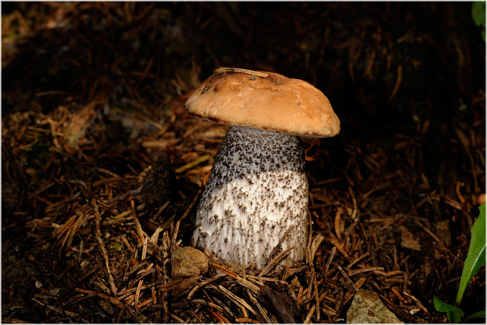 Birkenrotkappe, Leccinum versipelle
Schlüsselwörter: Birkenrotkappe, Leccinum versipelle, Knittelfeld, Oesterreich