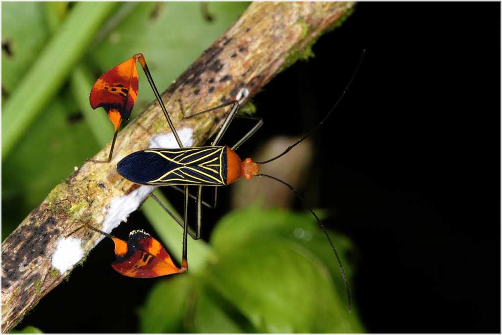 Blattfusswanze Anisoscelis flavolineata
