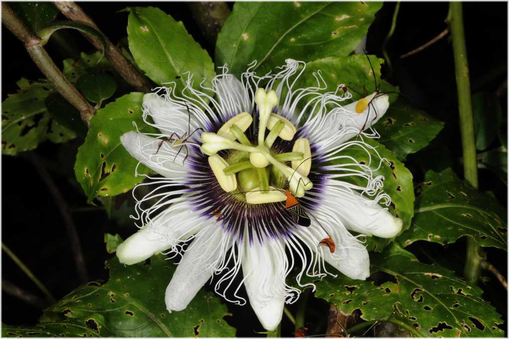 Passionsblume mit Blattfusswanzen
