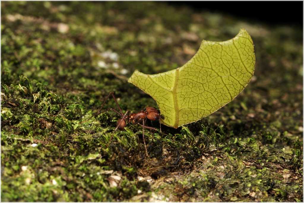 Blattschneiderameisen
