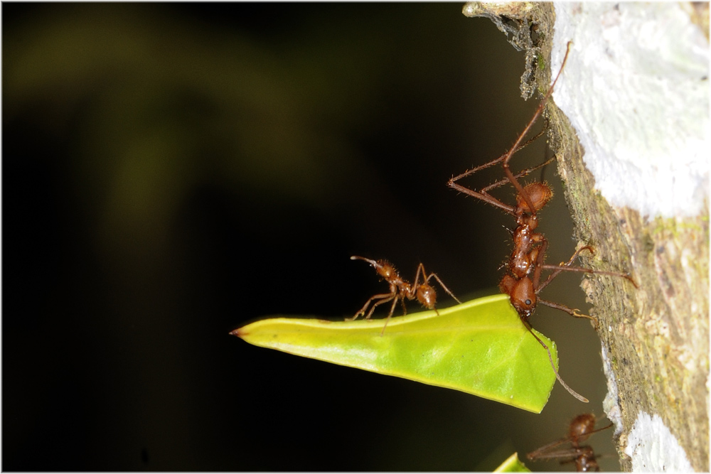 Blattschneiderameise_7CR3299.jpg