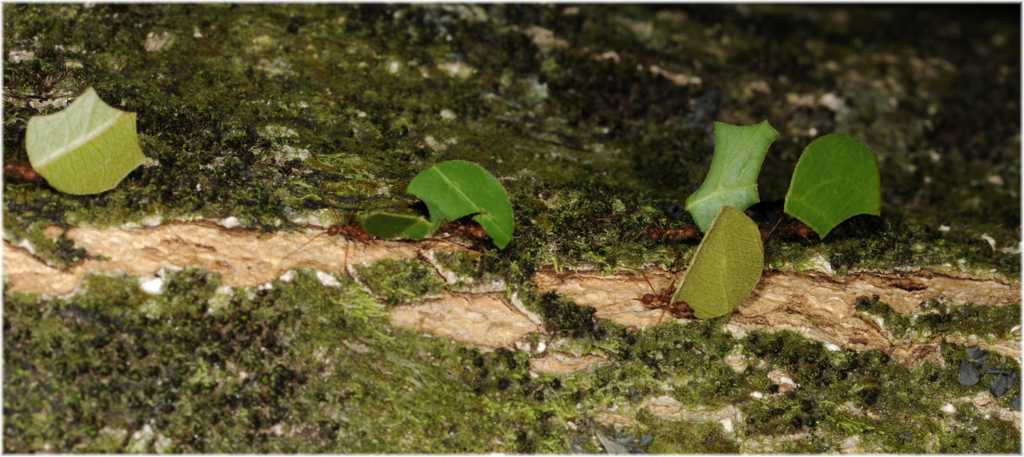 Blattschneiderameisen

