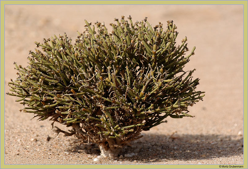 Bleistiftpflanze (Arthraerua leubnitziae)
Die Bleistiftpflanze wächst nur in den Nebelzonen-Gebieten Namibias. Ihre Glieder werden vom Nebel beschlagen und die Wassertropfen fallen um die Pflanze zu boden und wässern sie so.
Schlüsselwörter: Bleistiftpflanze, Arthraerua leubnitziae