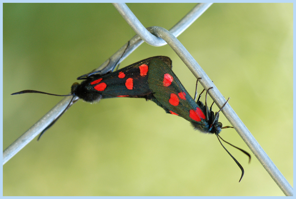 Maschendrahtzaun mit Blutströpfchen
Wozu ein Maschendrahtzaun auch gut sein kann
