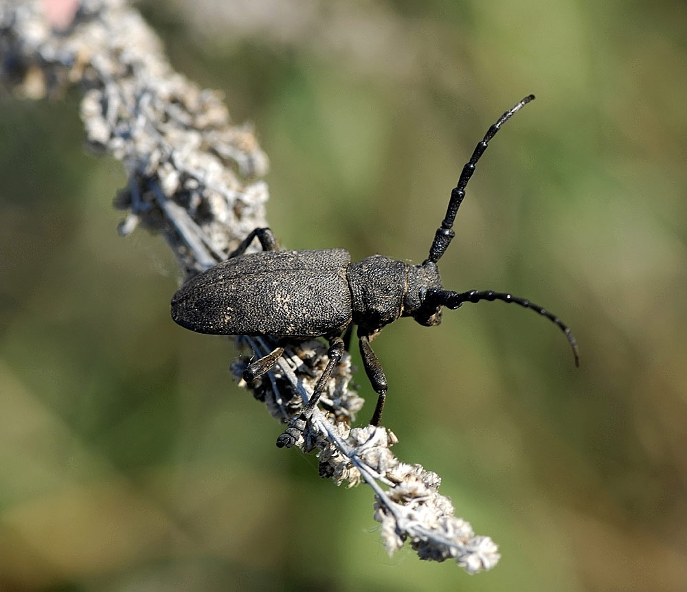 Weberbock (Lamia textor)
Weberbock (Lamia textor), eine recht seltene Art, die im Frühjahr an Strauchweiden zu finden ist.
Schlüsselwörter: Weberbock, Lamia textor, Polen, Kaefer