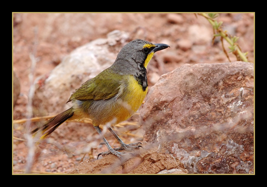 Bokmakiri
Twyfelfontain, Namibia
