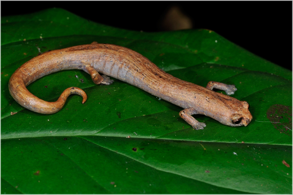 Bolitoglossa altamazonica, Baumsalamader
Salamander aus der Plethodontidae Familie. Lebt in den Regenwäldern von Bolivien, Brasilien, Kolumbien, Ecuador, Peru und Venezuela. 
Schlüsselwörter: Regenwälder, amazonien, Peru, salamander,