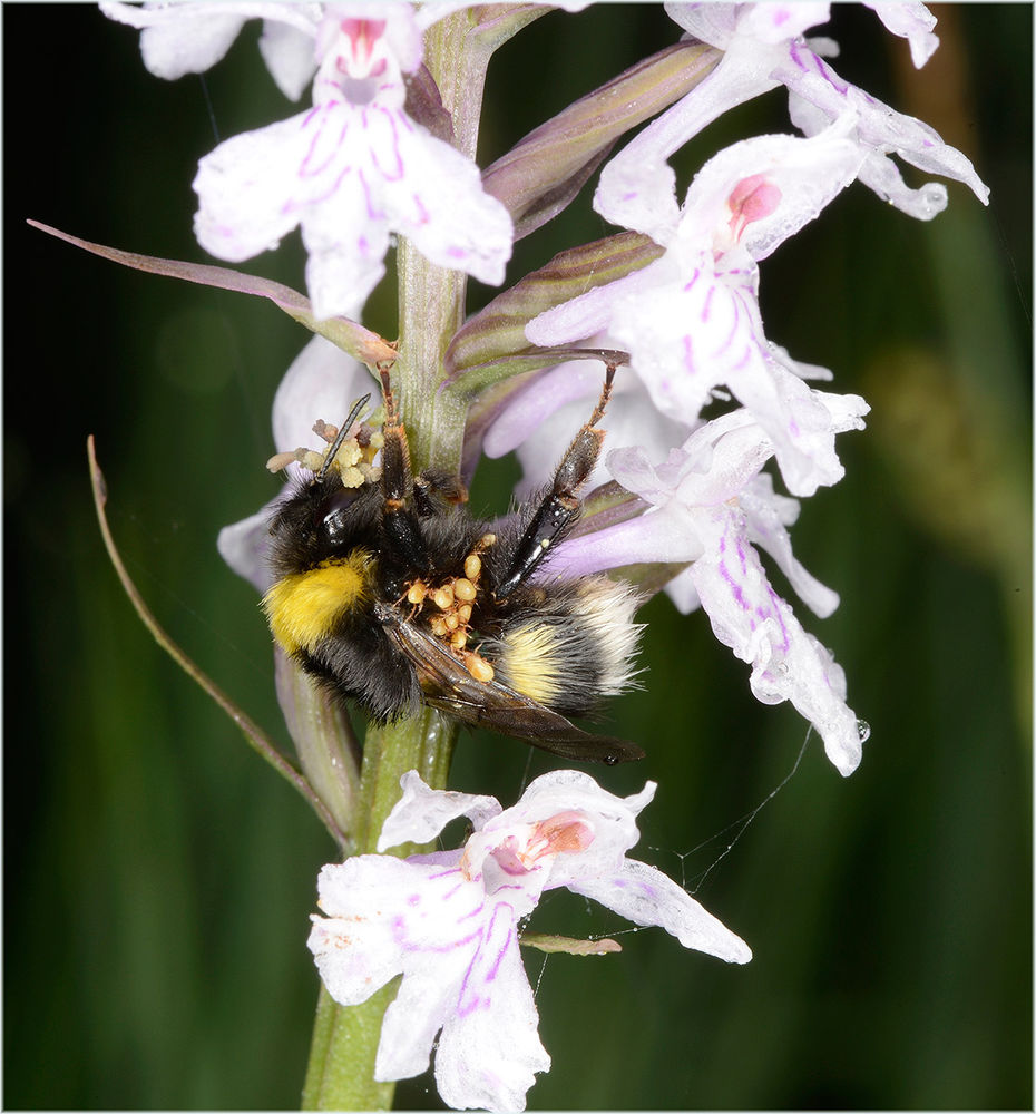 schwer Beladen...
Bombus mit Orchideen Pollinien und Käfermilben
