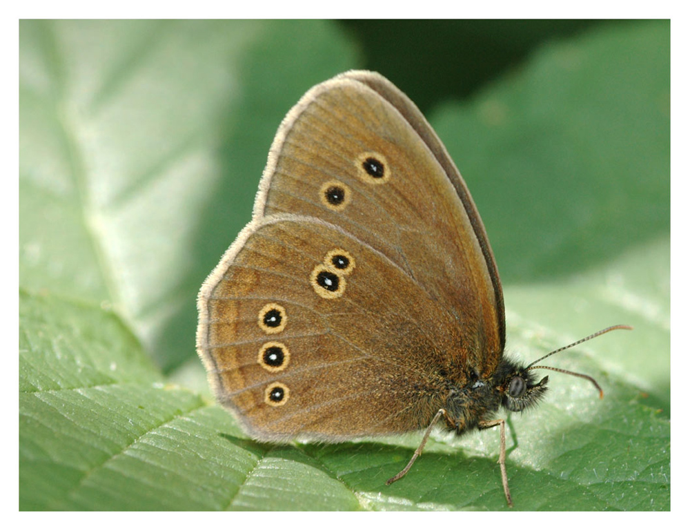 Brauner Waldvogel, Schornsteinfeger, weissrandiger Mohrfenfalter (Aphantopus hyperantus)
Kommt in der ganzen Schweiz vor,  Lebensräume sind feuchte Wiesen, Hecken und Waldränder, vom Flachland bis gegen 1500 mM. 
Schlüsselwörter: Aphantopus hyperantus, Brauner Waldvogel, Schornsteinfeger, weissrandiger Mohrfenfalter