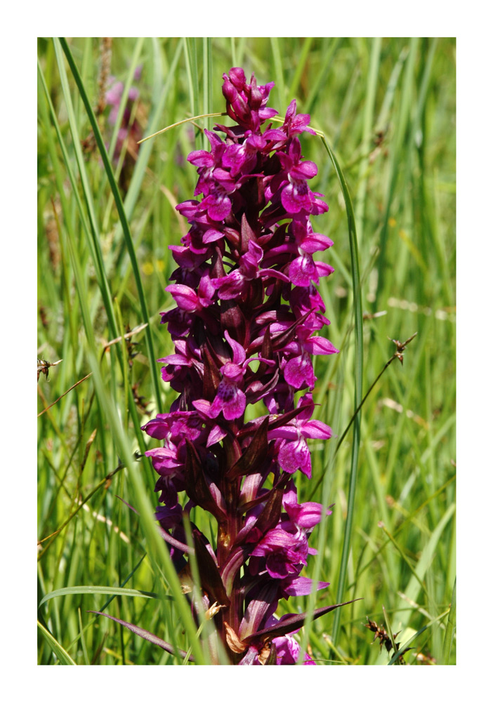 Breitblättriges Knabenkraut, Breitblättrige Fingerwurz, Breitblättrige Kuckuksblume (Dactylorhiza majalis)
Weitverbreitet in feuchten Wiesen, Flachmoore.
Schlüsselwörter: Breitblättriges Knabenkraut, Breitblättrige Fingerwurz, Breitblättrige Kuckuksblume, Dactylorhiza majalis