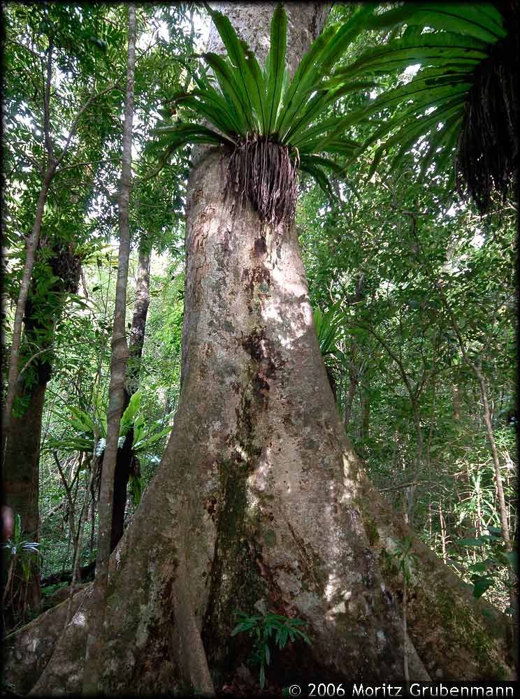 Berg-Regenwald Montagne d'Ambre
Man schätzt dass es in Madagaskar ca 4220 Baum- und grosse Buscharten gibt. Davon sind ca 96% endemisch für Madagaskar. Schatz, Generic Tree Flora of Madagascar, Royal botanical Garden Kew & Missouri Botanical Garden 2001.
Der Nationalpark Montagne d'Ambre liegt auf 850 bis 1475 m, die Fläche beträgt 18'200 Hektaren. Grosse Ficus- Arten mit grossen Brettwurzeln, sind mit epiphytisch wachsenden Farnen (Asplenium nidus) besiedelt
Schlüsselwörter: Montagne d'Ambre, Regenwald, Asplenium nidus, Vogelnestfarn.