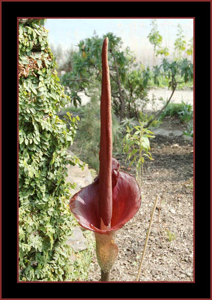 Amorphophallus
Amorphophallus bildet eine Gattung innerhalb der Familie der Aronstabgewächse (Araceae) mit etwa 150 Arten, deren Vorkommen auf die Tropen Ozeaniens und Asiens beschränkt ist. Alle Arten bilden Knollen, aus denen in der Vegetationsperiode nur ein Blatt hervorgebracht wird. Zum Anlocken von Insekten, welche die Bestäubung sichern, verbreiten die Blüten einen unangenehmen Aasgeruch. Die Konjakwurzel (Amorphophallus konjac) liefert stärkehaltige Knollen, die vor allem in Asien genutzt werden und das Konjakmehl (Lebensmittelzusatzstoff E425) liefern, dessen Kohlenhydrate zu 80 % unverdaulich sind. Eine weitere bekannte Art ist die Titanenwurz (Amorphophallus titanum), heimisch auf Sumatra, die den größten Blütenstand im Pflanzenreich bildet. Der Kolben des Blütenstandes kann eine Länge von 1,50 Meter erreichen. 
Schlüsselwörter: Amorphophallus, Brissago,