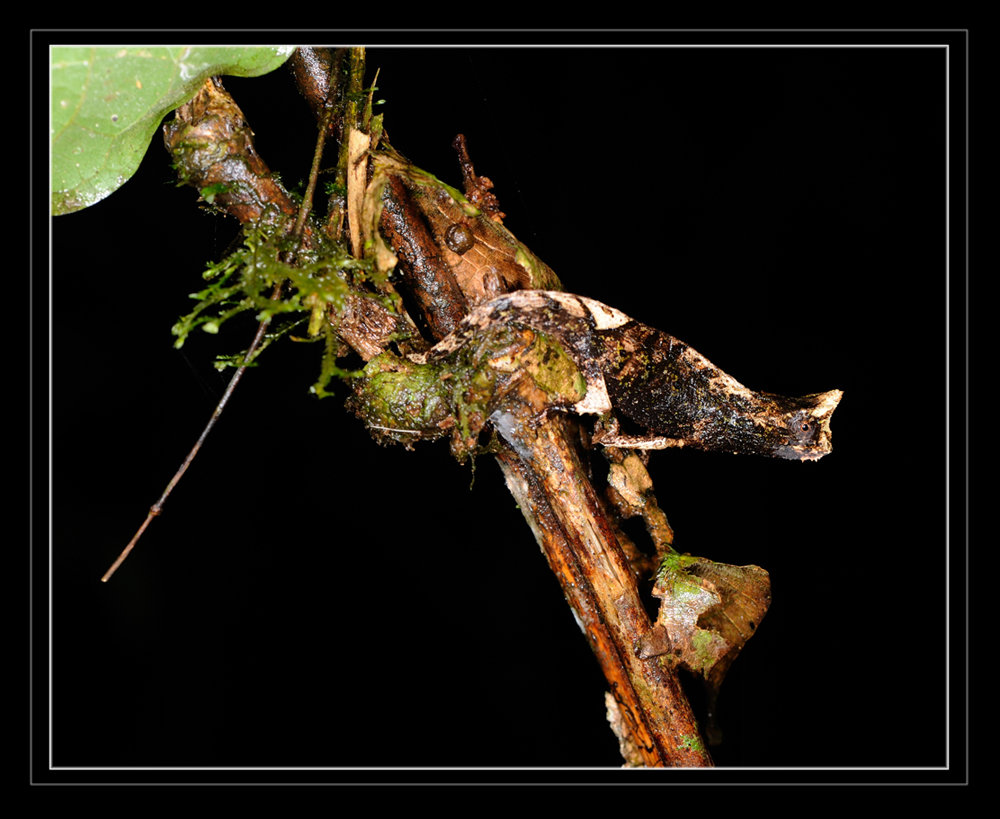 Brookesia superciliaris (Kuhl 1820)
Ein Erdchamaeleon das im Osten Madagaskars häufig gefunden werden kann.
Schlüsselwörter: Brookesia superciliaris, Madagaskar, Ranomafana, Madagascar