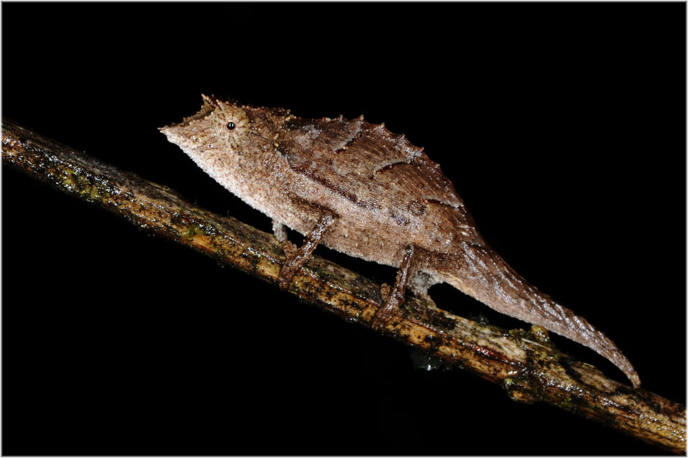 Palleon nasus  (Brookesia nasus) 
eine sehr urtümliche Gattung von Erdchamaeleons
Schlüsselwörter: Palleon nasus, Madagaskar, Ranamafano