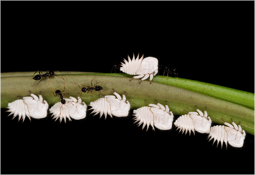 Bucklige Zikadenlarven
die Vielfalt an Insekten und deren Larven scheint grenzenlos
Schlüsselwörter: Peru, Manu, Amazonien, Zikaden,