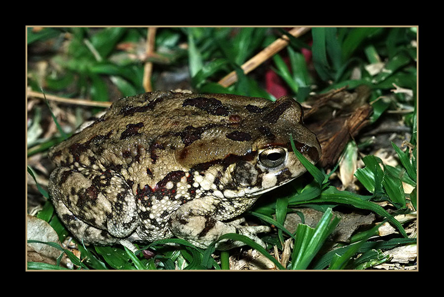 Bufo poweri
Am Ufer des Okawanga - Flusses in der Nähe von Rundu.
Schlüsselwörter: Namibia
