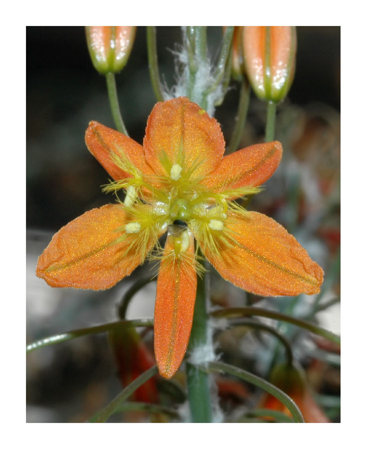 Bulbine, Botanischer Garten Berlin
Bulbine sind Zwiebelpflanzen aus Südafrika. Einige Bulbine - Arten haben sukkulente Blätter und erinnern an Haworthien.
Schlüsselwörter: Bulbine, Botanischer Garten Berlin