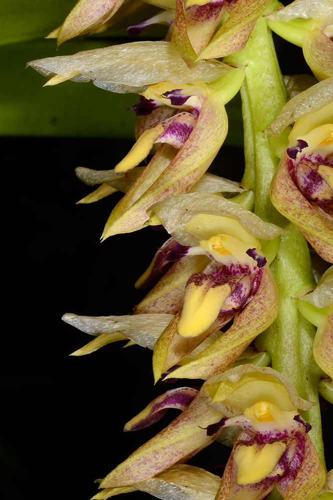 Bulbophyllum occlusum
