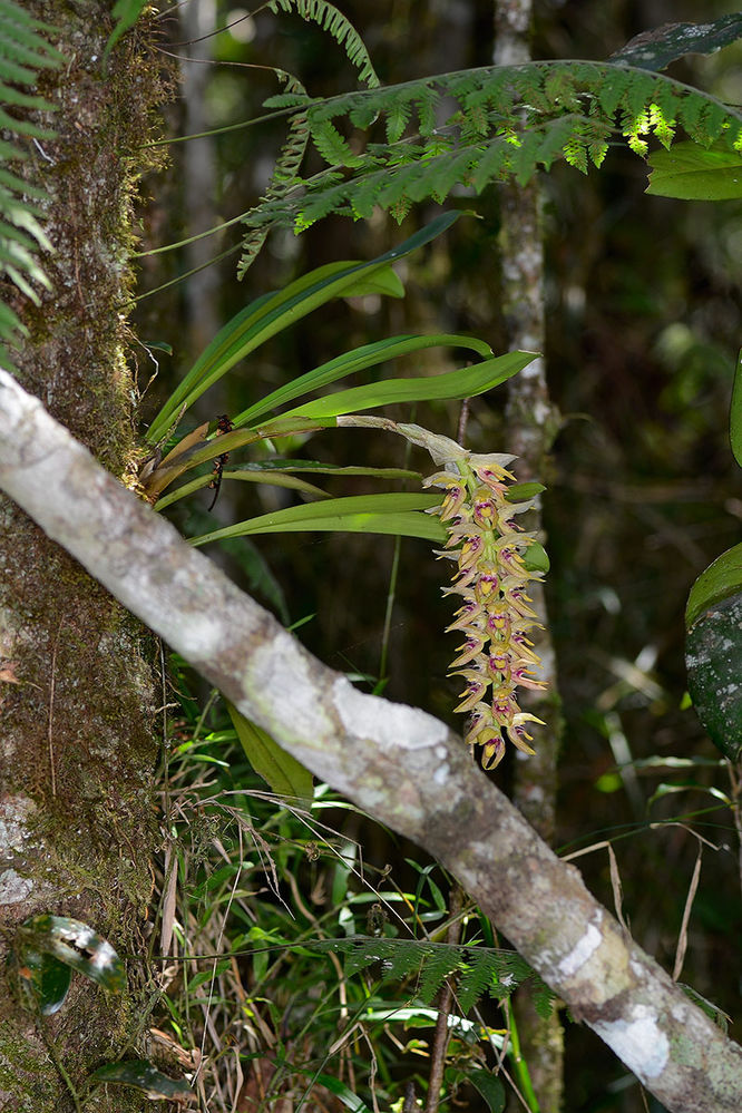 Bulbophyllum occlusum
