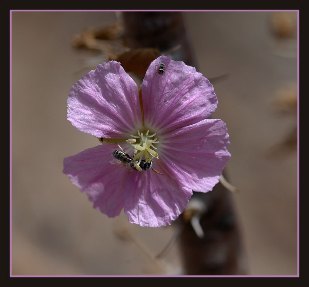 Blüte einer Buschmann's Kerze (Sarcocaulon marlothii)
Die lila Blüten locken viele Insekten an. Buschmanns Kerzen werden diese Pflanzen wegen dem grossen Anteil an brennbaren, aromatischen Harzen genannt.
Schlüsselwörter: Buschmanns Kerze, Sarcocaulon marlothii