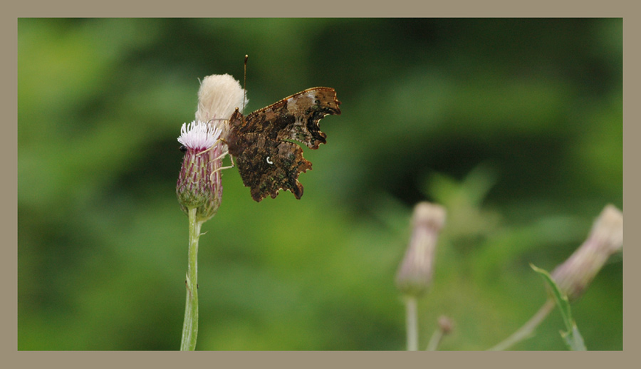 C-Falter
Im Sommer saugen doe C-Falter gerne an Disteln
Schlüsselwörter: Polygonia c-album, C- Falter