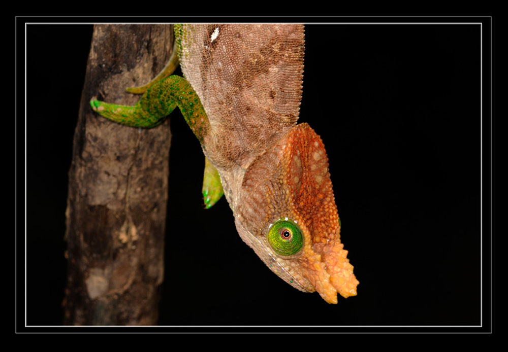 Calumma oshaughnessyi (Günther 1881)
Ein grosses Waldchamaeleon, bis zu 480 mm TL Männchen zeigen zwei Hörner.
Schlüsselwörter: Calumma oshaughnessyi, Madagascar, Madagaskar, Ranomafana 
