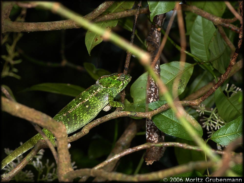 Calumma amber
Färbung der Calumma amber ist je nach Tageszeit (oder Nacht) sehr variabel.
Schlüsselwörter: Calumma amber, Nordmadagaskar, Madagaskar, Calumma brevicorne, Montagne d'Ambre