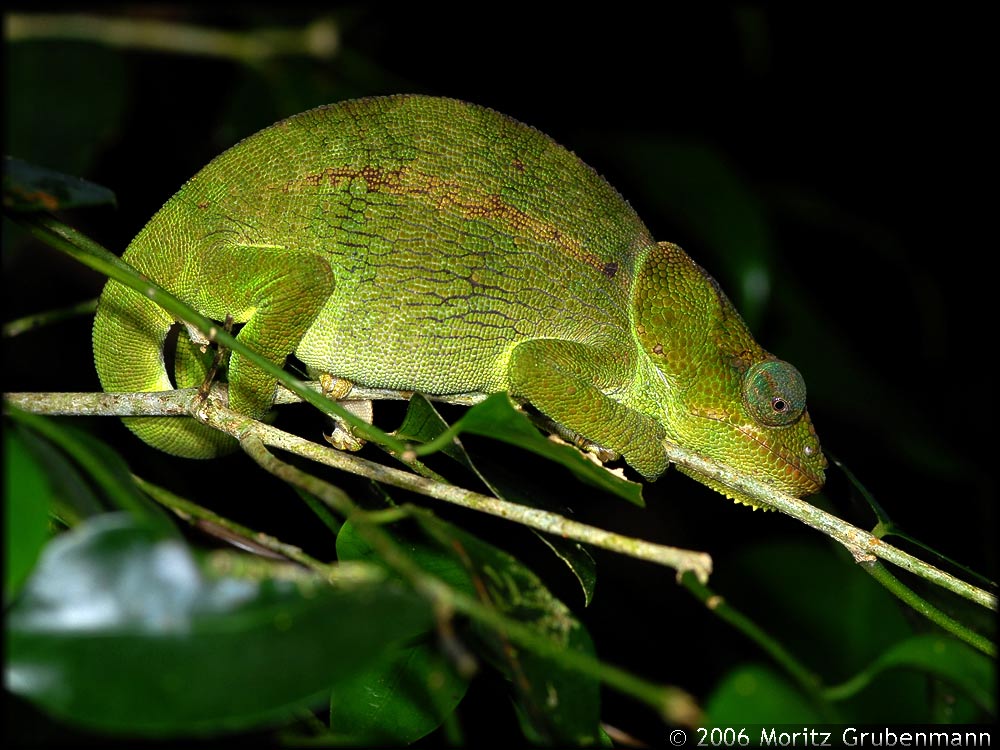 Calumma amber
Wahrscheinlich ein weibliches Calumma amber, Nachts schlafend.
Schlüsselwörter: Calumma amber, Nordmadagaskar, Madagaskar, Calumma brevicorne, Montagne d'Ambre