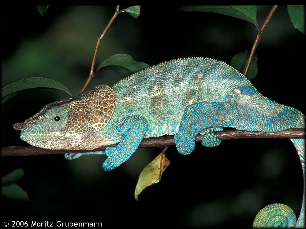 Calumma crypticum
Früher als Blaufuss - Calumma brevicorne bezeichnete Chamaelon aus der Umgebung von Mandraka. Durch Raxworthy & Nussbaum 2006 als Calumma crypticum beschrieben. Crypticum = kryptisch, lange unbemerkt, dass es sich um eine eigene Art handelt.
Schlüsselwörter: Calumma crypticum, Mandraka, Madagaskar, Zentralmadagaskar