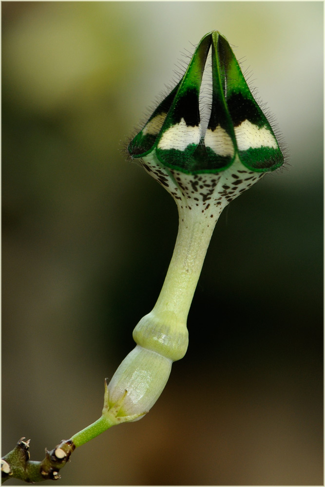 Ceropegia spp.
Ceropegia sind Fallenblumen
Schlüsselwörter: Ceropegia