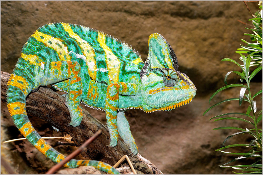 Yemen-Chamaeleon Chamaeleon calyptratus
Schlüsselwörter: Yemen-Chamaeleon, Jemen, Chamaeleon calyptratus