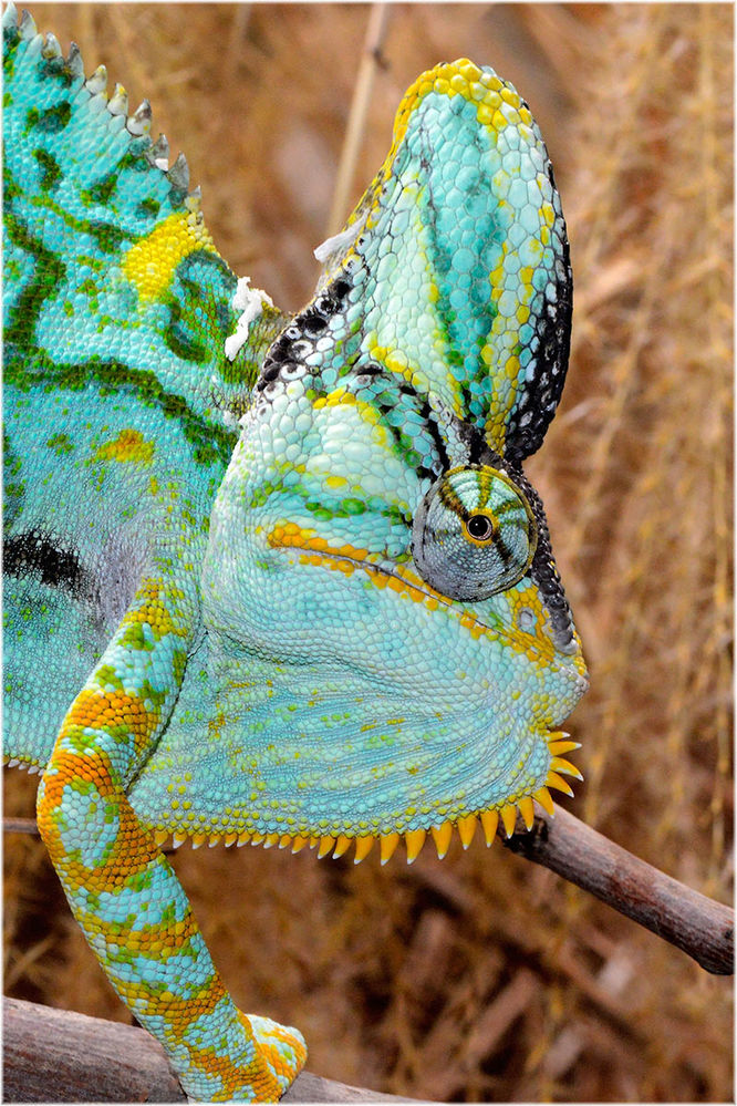 Yemen-Chamaeleon Chamaeleon calyptratus
Schlüsselwörter: Yemen-Chamaeleon, Jemen Chamaeleon calyptratus