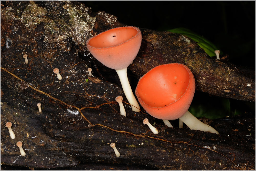 Cookeina speciosa
Cookeina speciosa ein Becherpilz der sehr giftig ist und in ganz Mittelamerika vorkmommt
