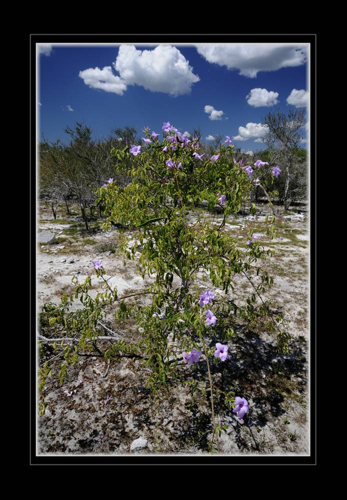 Cryptostegia madagascariensis
Cryptostegia madagascariensis. Der madegassische Oleander, Südküste, Madagaskar
Schlüsselwörter: Cryptostegia madagascariensis, tulear, Madagaskar