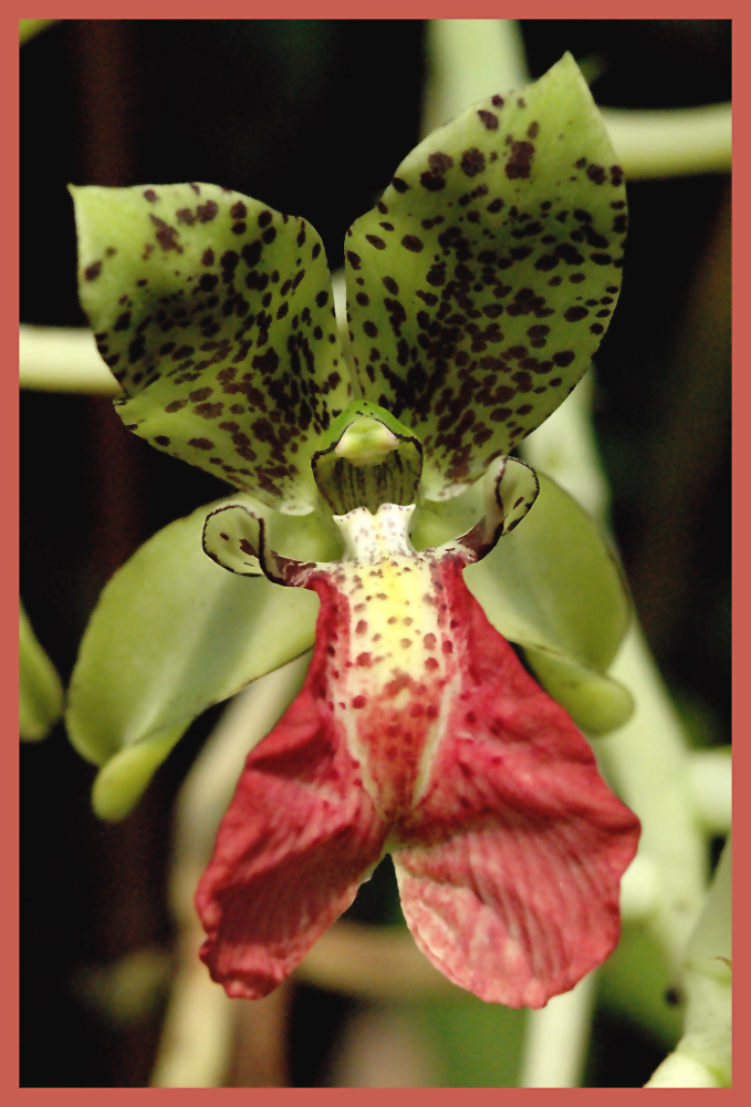 Cymbidiella pardalina
Schlüsselwörter: Cymbidiella paradalina