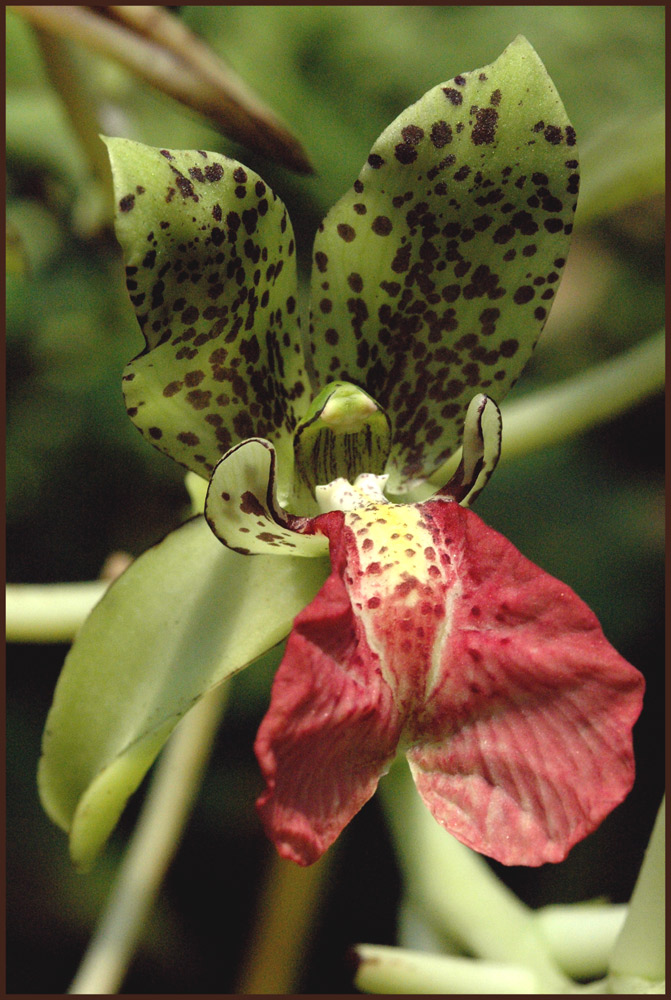 Panther-Orchidee
Cymbidiella pardalina ist eine eigenartige epiphytische Orchdiee aus dem Osten von Madagaskar. Sie wächst meisten mit/in einem Geweihfarn, Platycerium madagascariensis. Im Botanischen Garten Zürich wird sie jedoch alleine kultiviert.
Schlüsselwörter: Panther Orchidee, Madagaskar, Platycerium, Cymbidiella pardalina