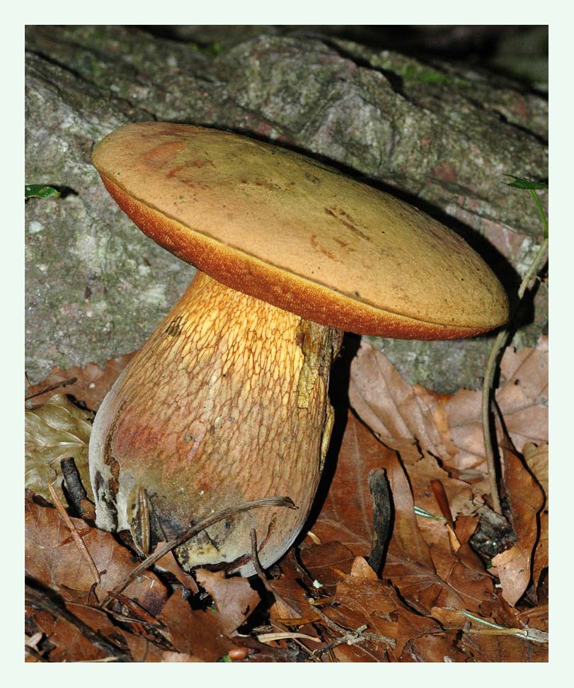 Donnerpilz (Boletus luridus)
Der Donnerpilz (auch Netzstieliger Hexenröhrling genannt) kommt nach ersten Gewittern bereits im Frühsommer vor.
Schlüsselwörter: Donnerpilz, Boletus luridus, Netzstieliger Hexenrä