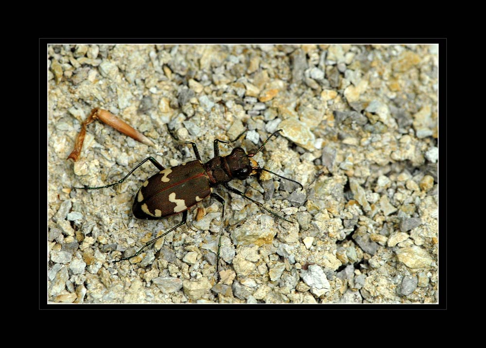 Sandlaufkäfer (Cicindela hybrida)
Die Sandlaufkäfer ernähren sich, abgesehen von wenigen Ausnahmen, räuberisch von kleinen Insekten und Spinnen. Ihre Larven lauern in senkrechten Erdröhren auf ihre Beute. Wenn sich die Käfer bedroht fühlen können sie davon fliegen.
Schlüsselwörter: Sandlaufkäfer (Cicindela hybrida), Käfer, Uetliberg, Zürich, schweiz, mg