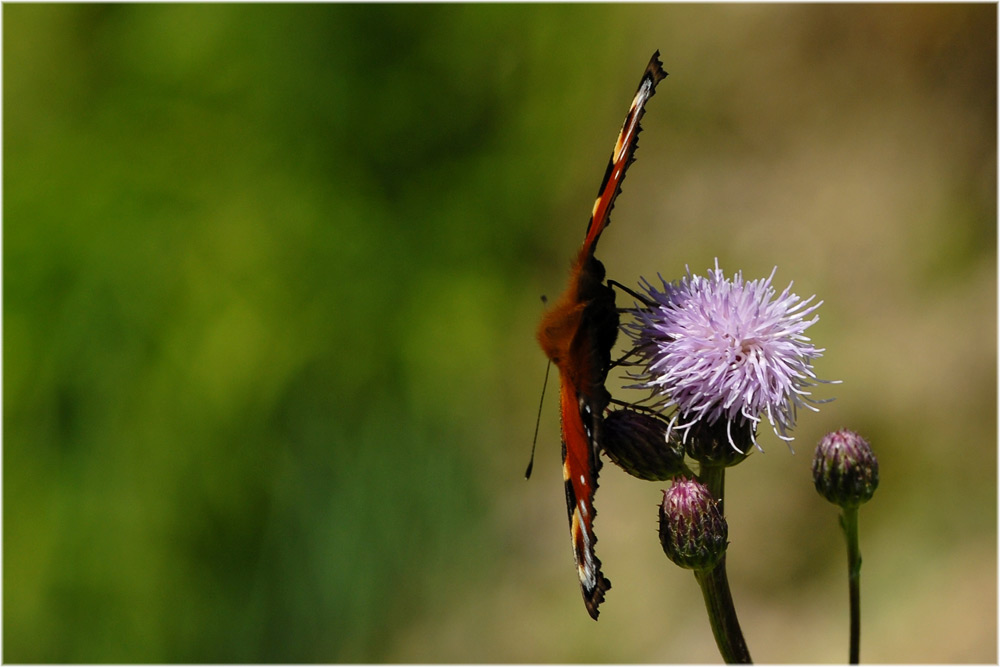 Tagpfauenauge
Ein Grund für die Verbreitung des Tagpfauenauges ist seine Futterpflanze. Die ersten Falter dieser Art fliegen nach Winterpause vom April bis Mai aus. Die Weibchen legen die Eier in Gelegen von 50 bis 100 Eier an die Blattunterseite der neuen Triebe der Brennessel. Die Raupen leben gesellig in einem weissen Gespinnst. Bei Spaziergängen an Waldrändern sieht man diese Gespinste schon weitem in grösseren Brennesselfelder.
Schlüsselwörter: Tagpfauenauge, Inachis io, Zürich, Uetliberg, Schmetterlinge, mg