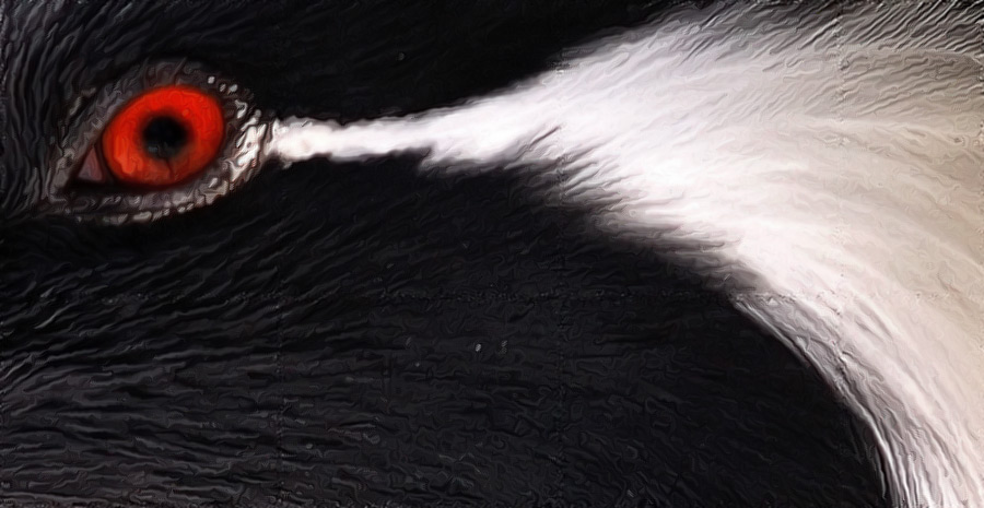 Augen_Blicke
Kranich im Zürcher Zoo, etwas im Photoshop bearbeitet
