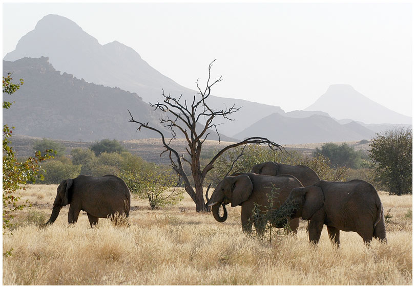 Wüstenelefanten, Twyfelfontain
Im Trockenfluss bei Twyfelfontain, Damaraland.
Schlüsselwörter: Wüstenelefanten, Twyfelfontain, Damaraland