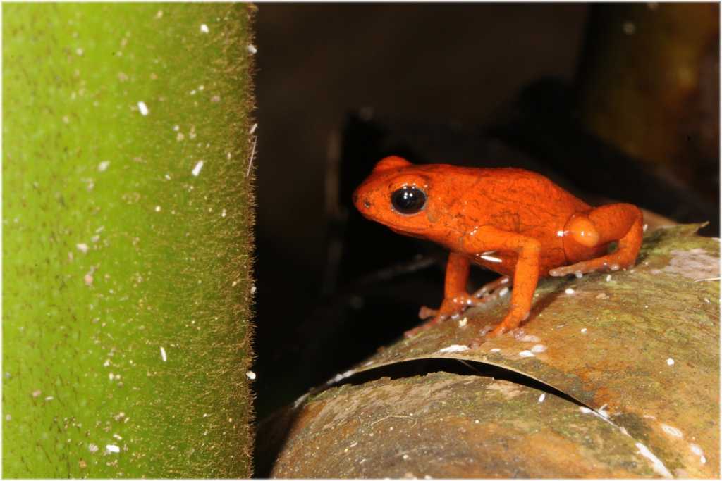 Dendrobates pumilo Erdbeerfröschen
