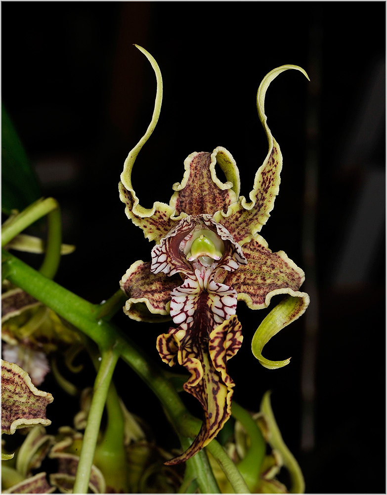 Dendrobium spectabile
Orchideen Stadtgärtnerei
Schlüsselwörter: Orchideen Stadtgärtnerei, Dendrobium spectabile