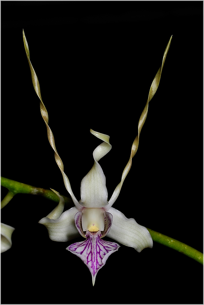 Dendrobium stratiotes
Schlüsselwörter: Orchideen Stadtgärtnerei, Dendrobium stratiotes