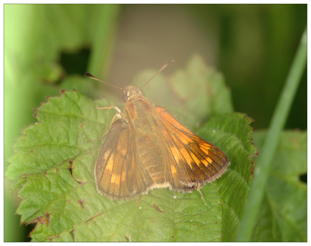 Gras-Dickkopffalter
Im dichter Graslandschaft....
Schlüsselwörter: Dickkopffalter
