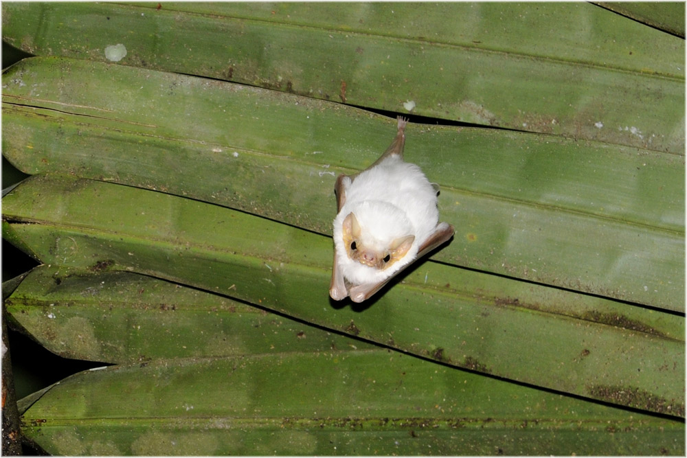 Diclidurus albus
Es gibt zwei weisse Fledermäuse in Mittelamerika. Es handelt sich nicht um Albinos. Die Honduras-Fledermaus lebt als Einzelgänger während die andere weisse Art in kleinen Gruppen lebt.

