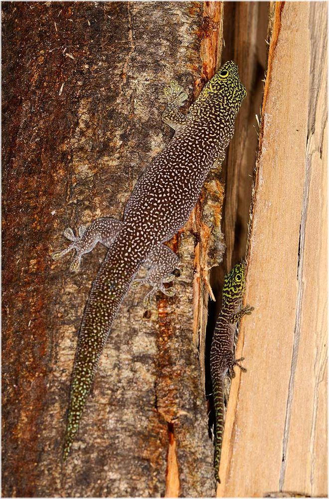 Phelsuma standingii Dornwald-Taggecko
