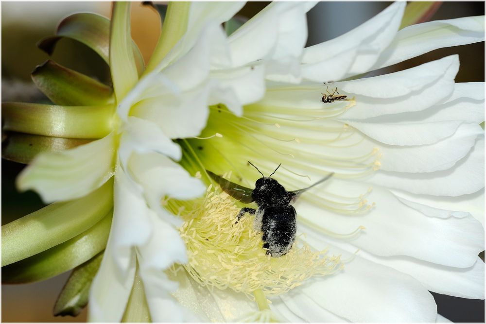 Holzbiene auf Echinopsis pachanoi, Peru
Schlüsselwörter: Holzbiene auf Echinopsis pachanoi, Peru